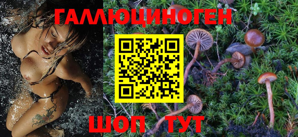Галлюциногенные грибы Magic Shrooms  Псилоцибиновые грибы Psilocybine cubensis  Вход с VPN  Майкоп 